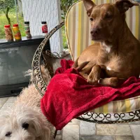 استخدام یه خانم برای نگهداری دو سگ در منزل