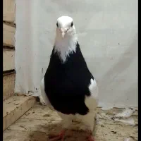 کبوتر طوقی پروازی