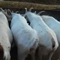 بزسانن|حیوانات مزرعه|مشهد, آبکوه|دیوار