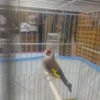 سهره خان سالار