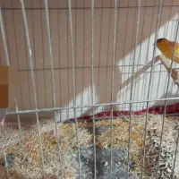 قناری|پرنده|هندیجان, |دیوار