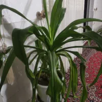 گل سوسن|گل و گیاه طبیعی|اصفهان, باغ فدک|دیوار