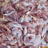 ران مرغ هلندی