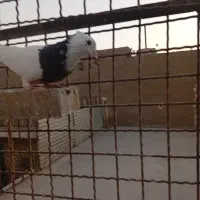 کفتر طوقی|پرنده|اهواز, منبع اب|دیوار