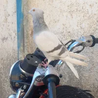 جفت دم سفید زیرخاکی