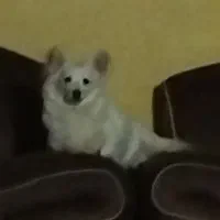 سگ خانگی|سگ|شیراز, زرهی|دیوار