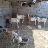 نری