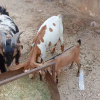 بز جزیره ای به فروش می رسد.