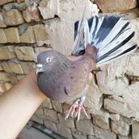 کفتر نروماده|پرنده|قم, آزادگان|دیوار