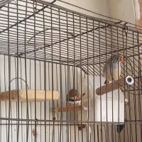 فنچ|پرنده|رشت, حافظ آباد|دیوار
