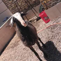 نر بره کاربلد چاق بهترین نژاد