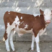 بازار دام گوساله سمینتال|حیوانات مزرعه|صفی آباد, |دیوار