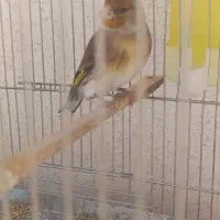 جوجه سهره قناری