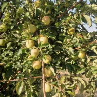 فروش سیب سفید و قرمز
