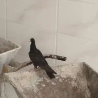 یه جفت زاغ جوانه