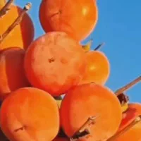نهال درخت ۳ ساله گلدانی آماده کاشت|خدمات باغبانی و درختکاری|اصفهان, شهرک کاوه|دیوار
