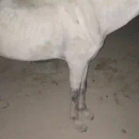 اسب نریان|اسب و تجهیزات اسبسواری|میناب, |دیوار