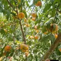 باغ میوه