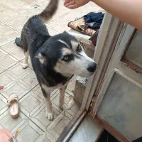 فروش سگ هاسکی سالم|سگ|مراغه, |دیوار