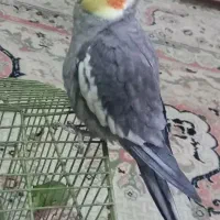 عروس هلندی گم شده