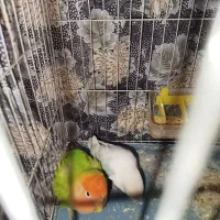 یک جفت طوطی برزیلی نروماده|پرنده|قرچک, زیبا شهر|دیوار