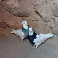جفت طوقی|پرنده|بیرجند, |دیوار