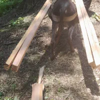 الاغ ارام باری|حیوانات مزرعه|رحیمآباد, |دیوار