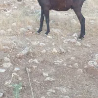 سیروان