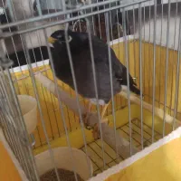 مرغ مینا سخنگو