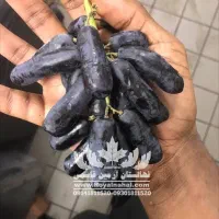 فروش نهال موندراپ