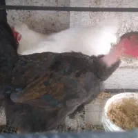 مرغ تخمگذار