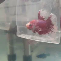 فایتر هافمون|ماهی|خرم‌آباد, |دیوار