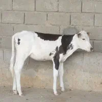 گوساله ماده|حیوانات مزرعه|اهواز, الهائی|دیوار