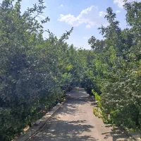 سرایدار مجرد جوان با انرژی و تمیز با محل اسکان