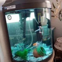 آکواریوم نیم دایره ماهیران