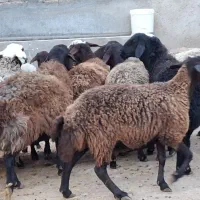 میش قزل افشار