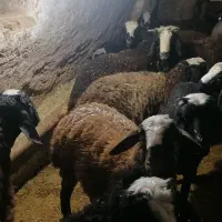 سلام 15راس بره ماده نژادشال|حیوانات مزرعه|دشتابی, |دیوار