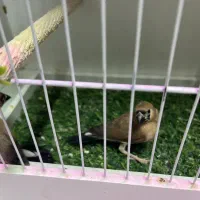 جوجه فنچهای خاص|پرنده|تهران, امامت|دیوار