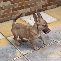 سگ شیواوا|سگ|نیشابور, امین اسلامی|دیوار