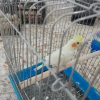 عروس هلندی. قناری|پرنده|تیران, |دیوار