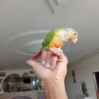 طوطی گرینچک فول رام