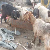 شیش عدد بز کوهی سرحال جوان مناسب داشت دوتا کهره