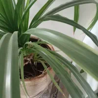 گل پاندانوس سرحال بزرگ با دیفن عوض میشه