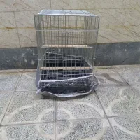 قفس کاسکو
