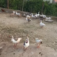 فروش چند عدد غاز نگهداری شده در مزرعه