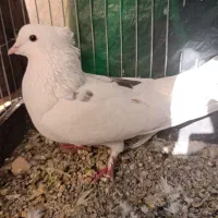 نر خال شستی قدیم|پرنده|گلپایگان, |دیوار