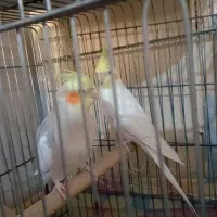 عروس هلندی جوان ۴ کلمه صحبت میکنه|پرنده|بندر امام خمینی, |دیوار