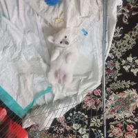 سگ پامر|سگ|رفسنجان, |دیوار