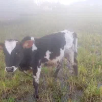 ورزا کوله یا همون گاو نر