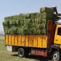 خرید و فروش یونجه و کاه سفیدوپرس